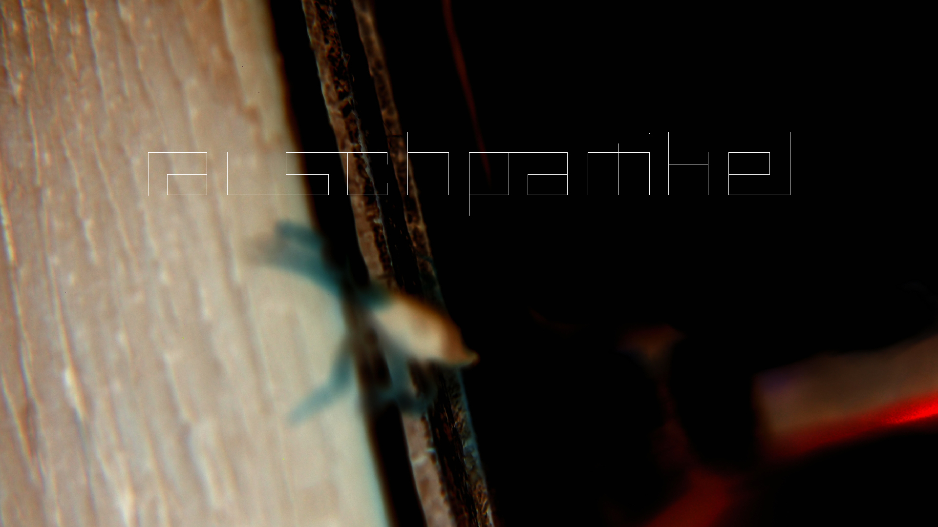 2022-10-22 11 Uhr 04 kleine Krabben (Foto, Video)